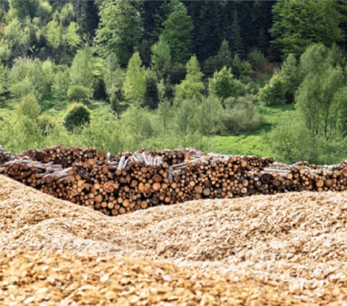 Woher stammt das Holz für deine Schrank